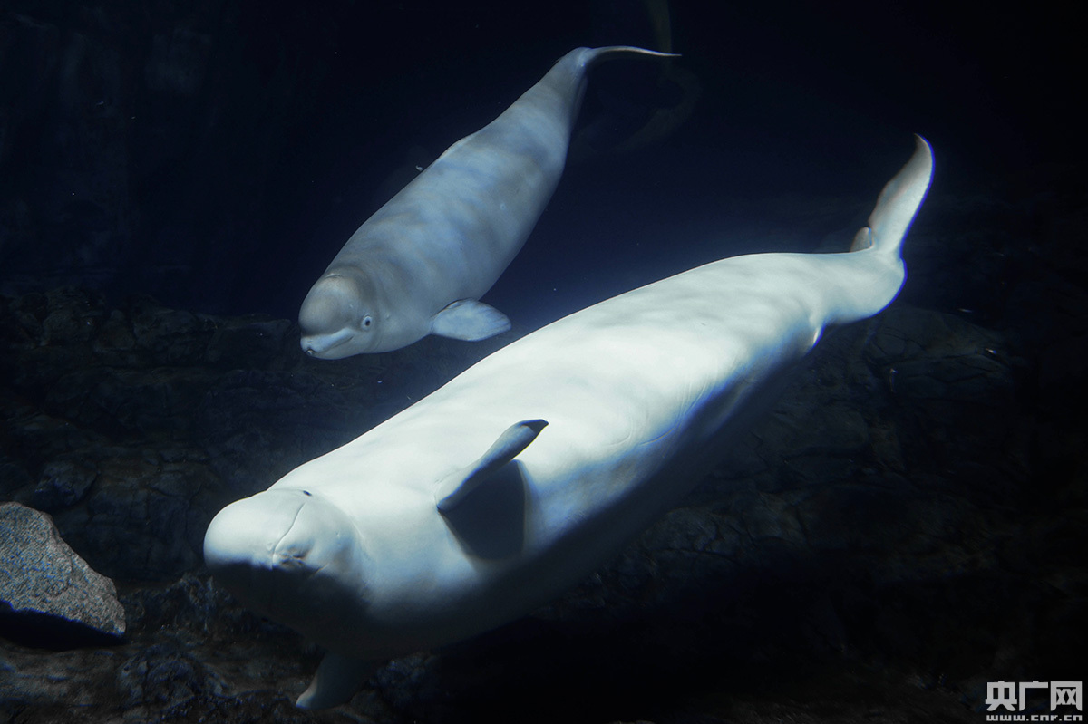 珠海长隆三头新生白鲸暑期"鲸"喜亮相