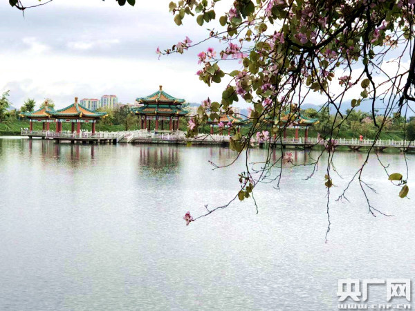 2019星湖宫粉紫荆花节活动在广东肇庆启动