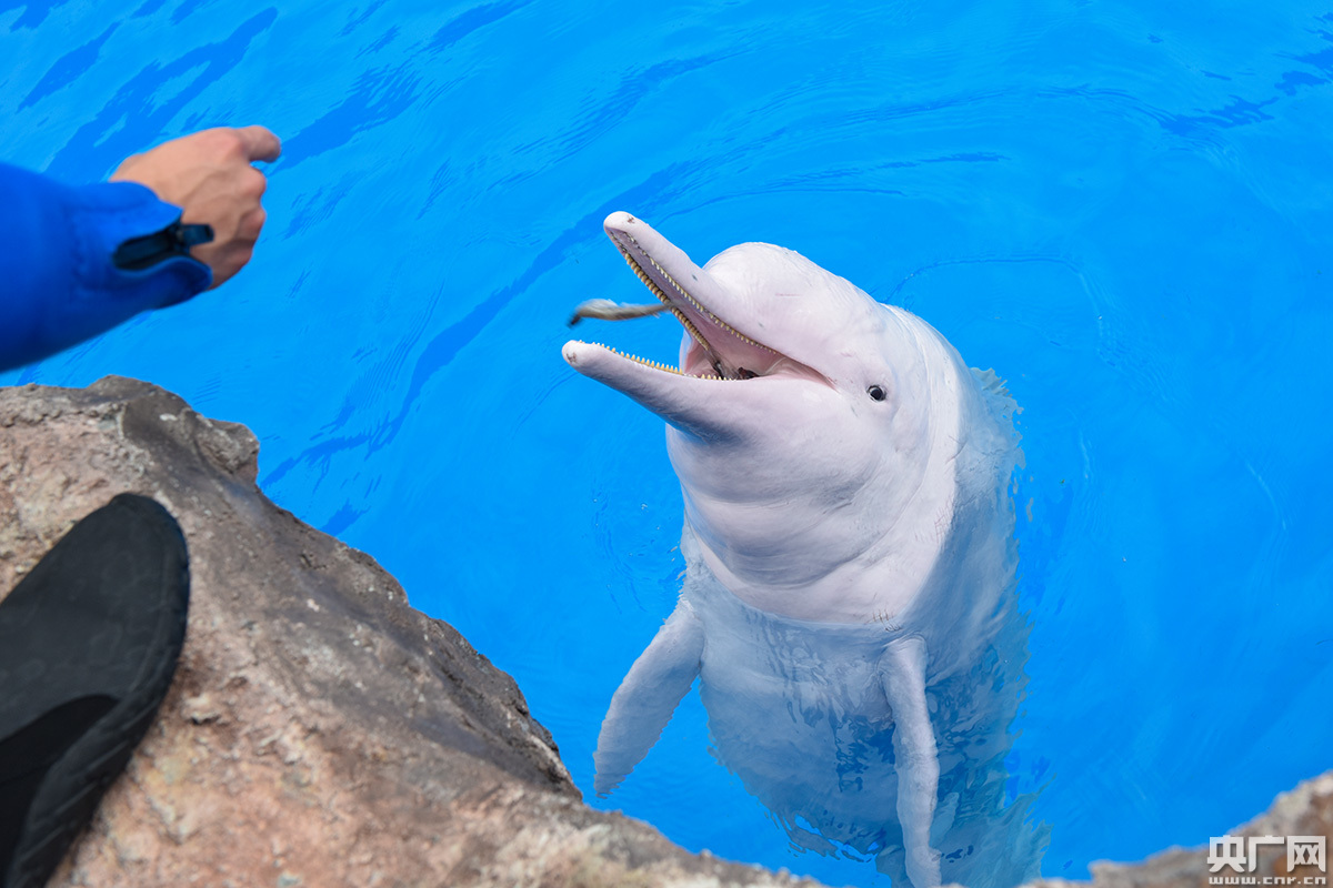 认识中华白海豚 保护"海洋大熊猫"
