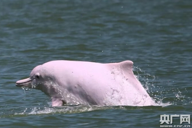 保护中华白海豚 粤港澳三地联手行动