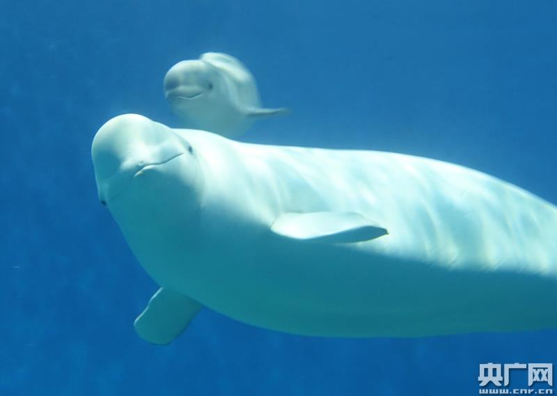 世界奇迹!珠海长隆13天内成功诞生三头小白鲸