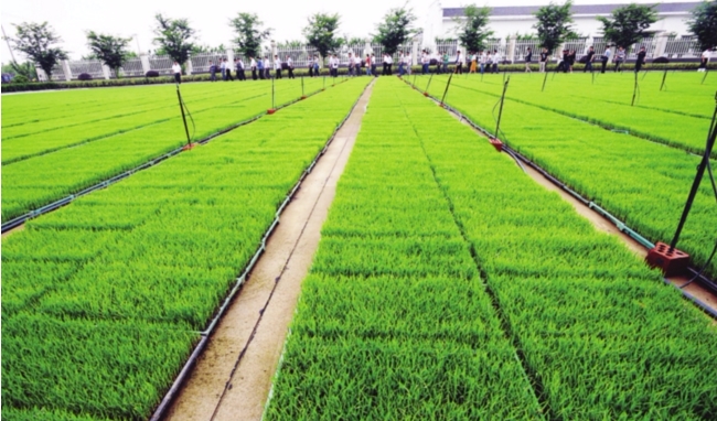 住上"摩天轮"睡在水泥地 "花式育秧"专家点赞