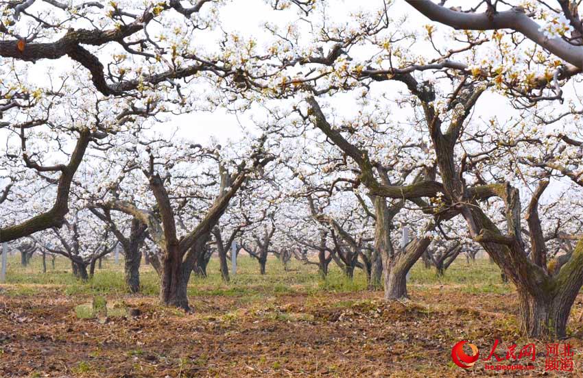 河北衡水:百年梨园熠光彩 一季花事醉游人