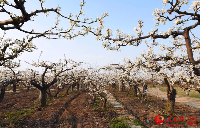图为霞口镇刘老人村生态梨园.付兆飒 摄