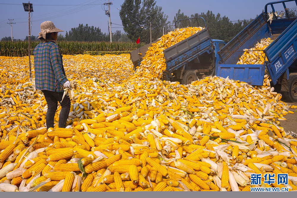 丰收的喜悦也愈发浓烈