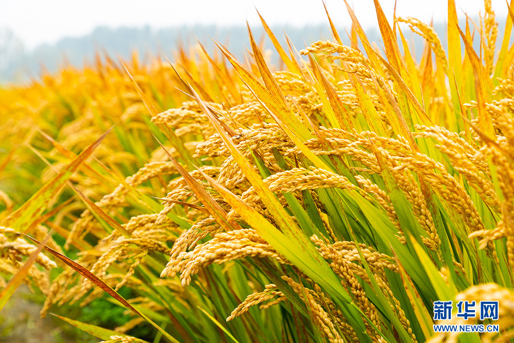 这秋色也太美了!