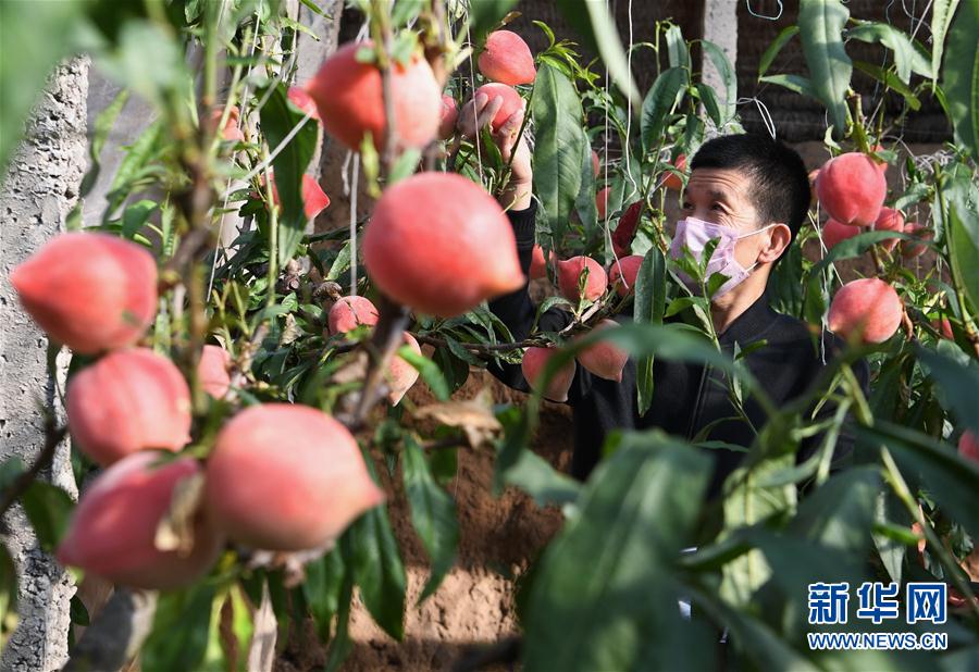 河北乐亭:人勤鲜桃飘香早