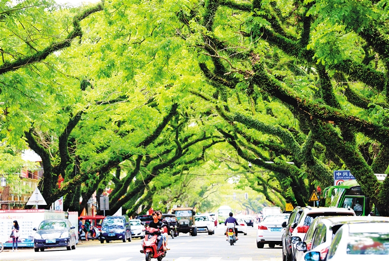 琼海中原镇藤萝雨树相映,成夏日的一道风景.海南日报记者 陈元才 摄