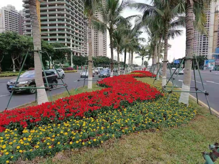 到来,近日,海口市园林部门在海口主干道路和重要节点摆放近百万盆鲜花