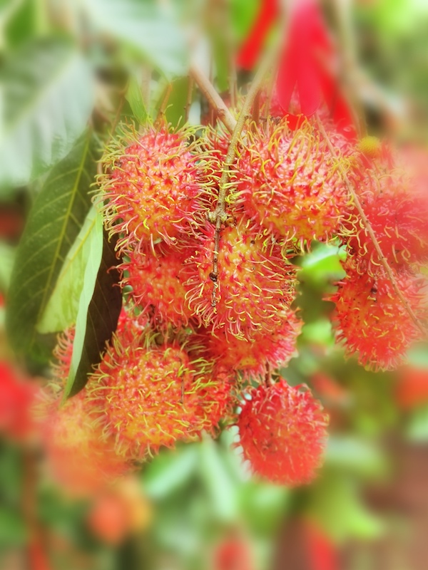 保亭开启"红毛丹时间" 小水果带动大产业