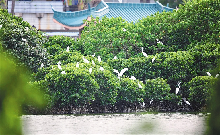 海南大学东坡湖湖心岛红树林湿地 通讯员冯尔辉 摄