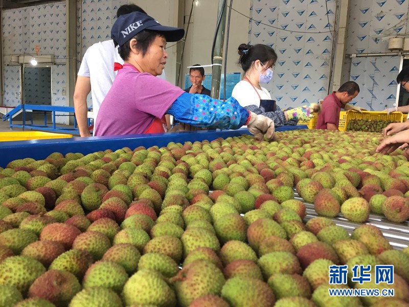 在美兰区大致坡镇,首批荔枝已经下树,就在镇里的基地进行初加工