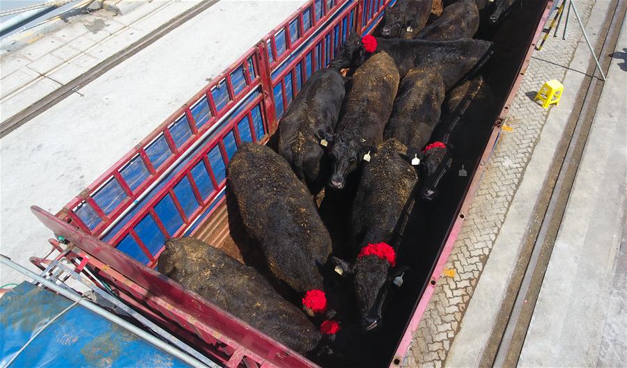 (新华视界)(5)海南:首批"零关税"进口活牛抵港