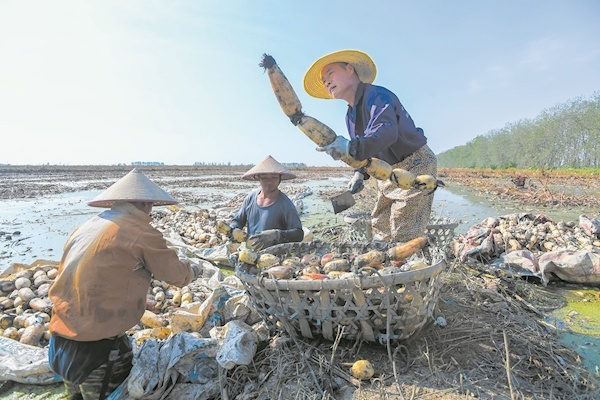 湖北粮食连续9年总产超500亿斤