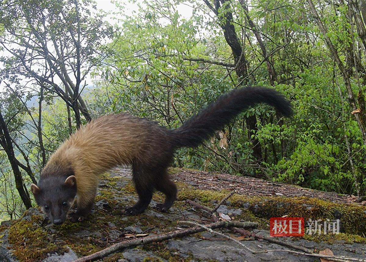 国家二级保护动物黄喉貂亮相十堰