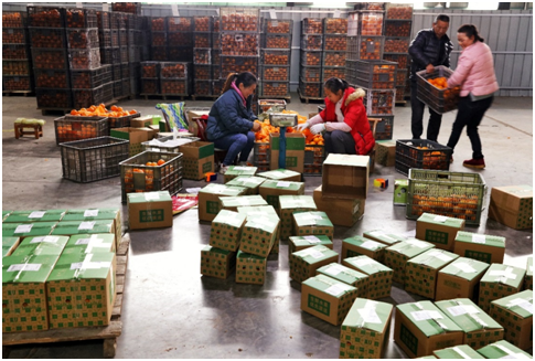 图为:宜都誉福园仓库,仓管人员正在对进仓的橙子进行分拣打包.