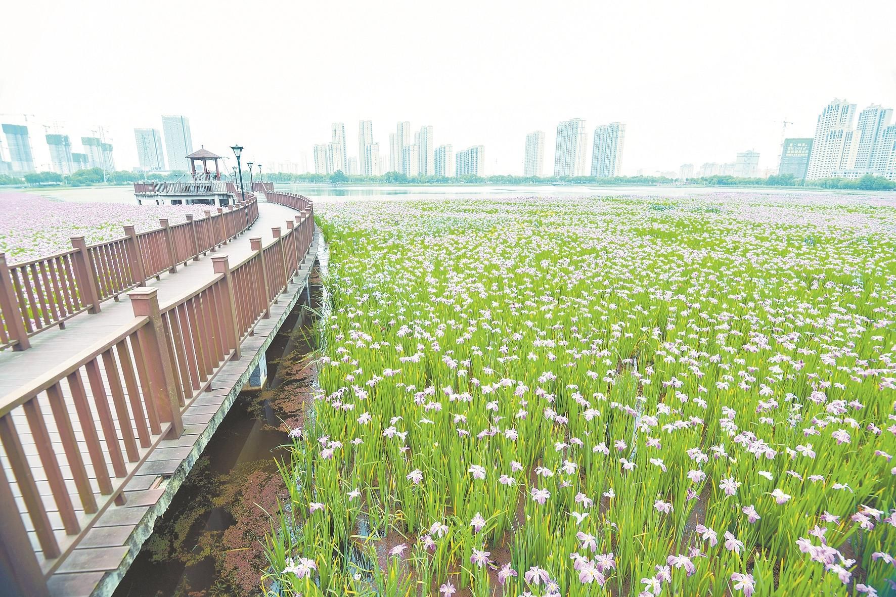 蓝蝴蝶飞舞杨春湖