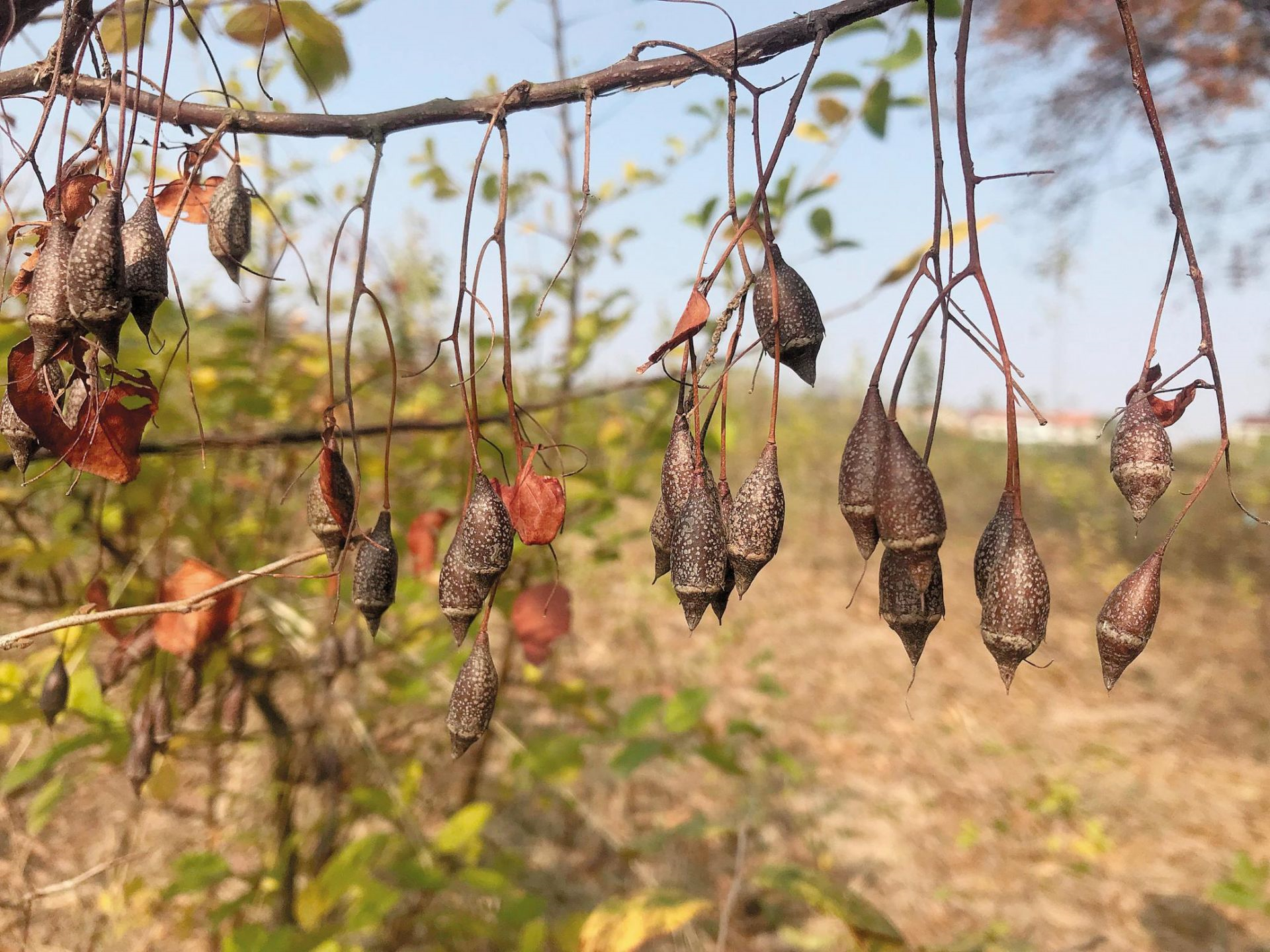 黄梅秤锤树因果实如秤锤而得名.(湖北日报全媒记者 江卉 摄)