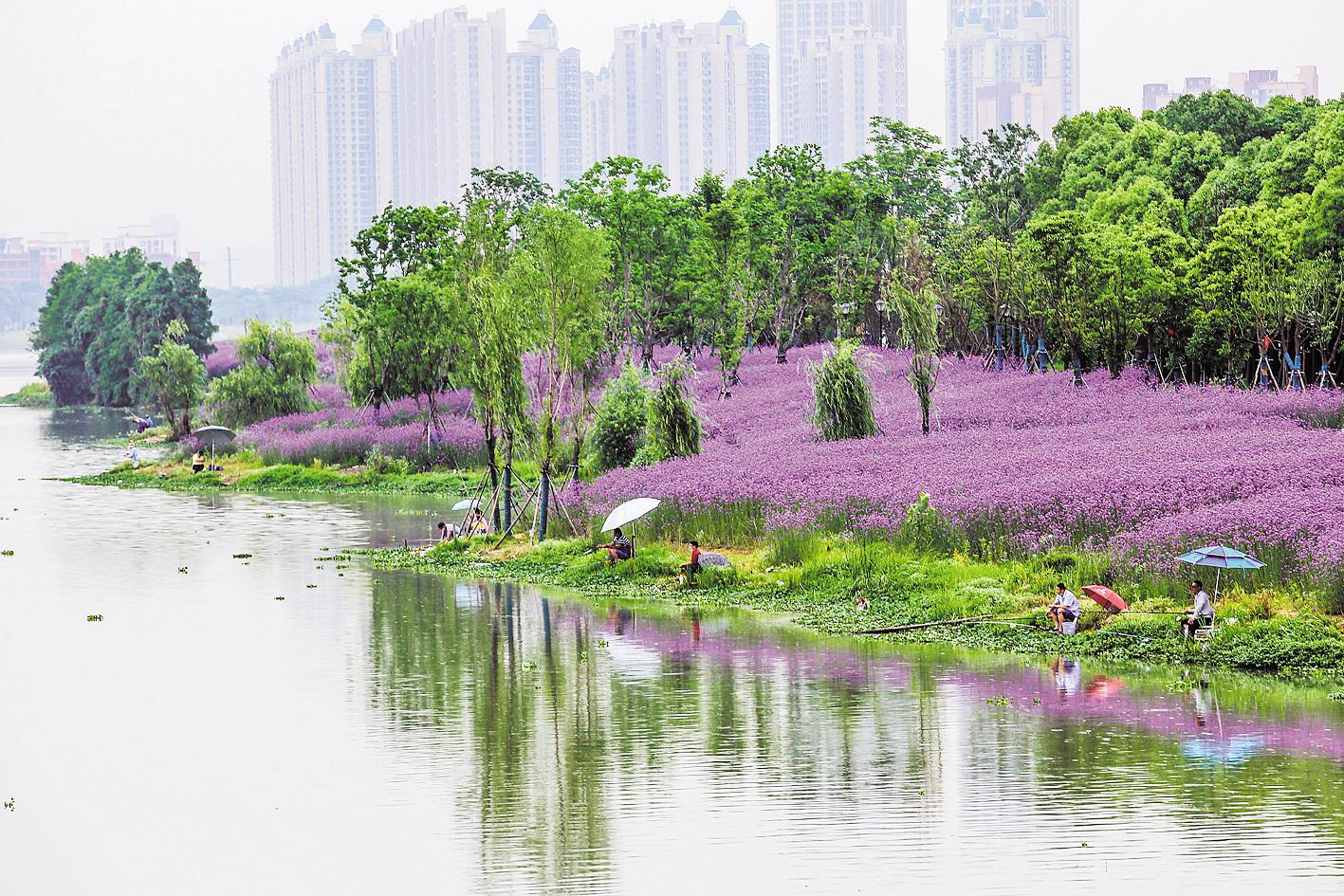 武汉径河公园紫色迷人