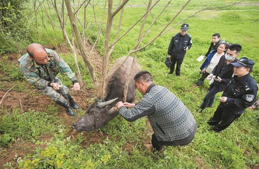 小水牛归属引纠纷 两农户各拍一万为水牛鉴定dna