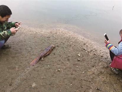 图为娃娃鱼被放生