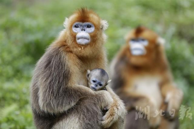 神农架大龙潭喜添6只金丝猴宝宝 小猴呆萌可爱(图)