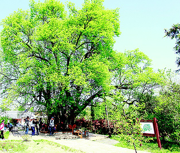 湖北三株古树入选"中国最美古树"