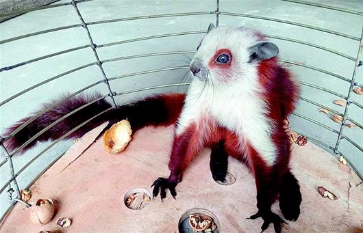 竹山发现国家二级保护动物飞狐(图)