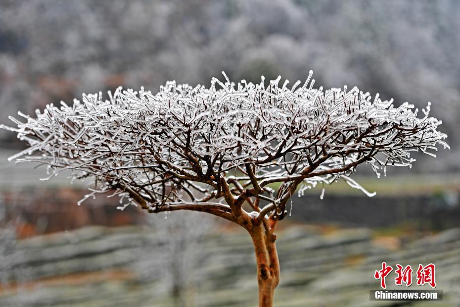湖北宜都现"冰树"美景 银装素裹如童话世界