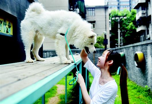 图为一位养狗人训练爱犬"走高桥"