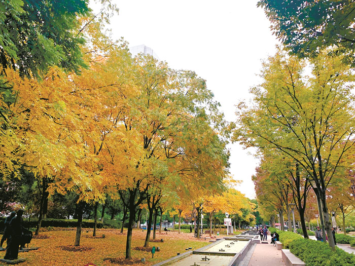 武汉5座公园留"金色地毯"供游客打卡