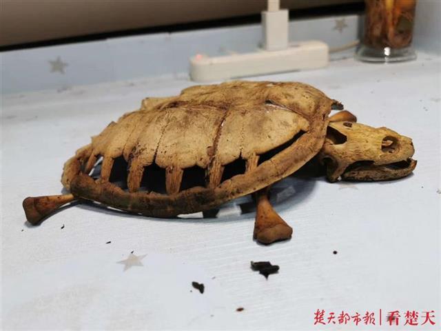 大学生时隔8个月返校 养在宿舍的乌龟仅剩骨架