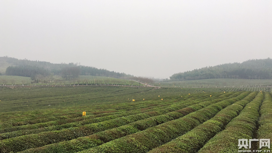 万亩茶园(央广网记者 熊峰 摄)