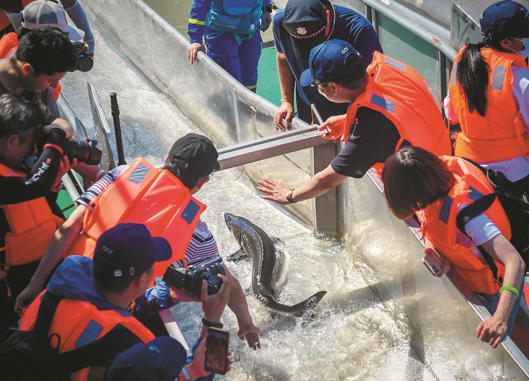 中华鲟顺着人工辟出的鱼道游向长江