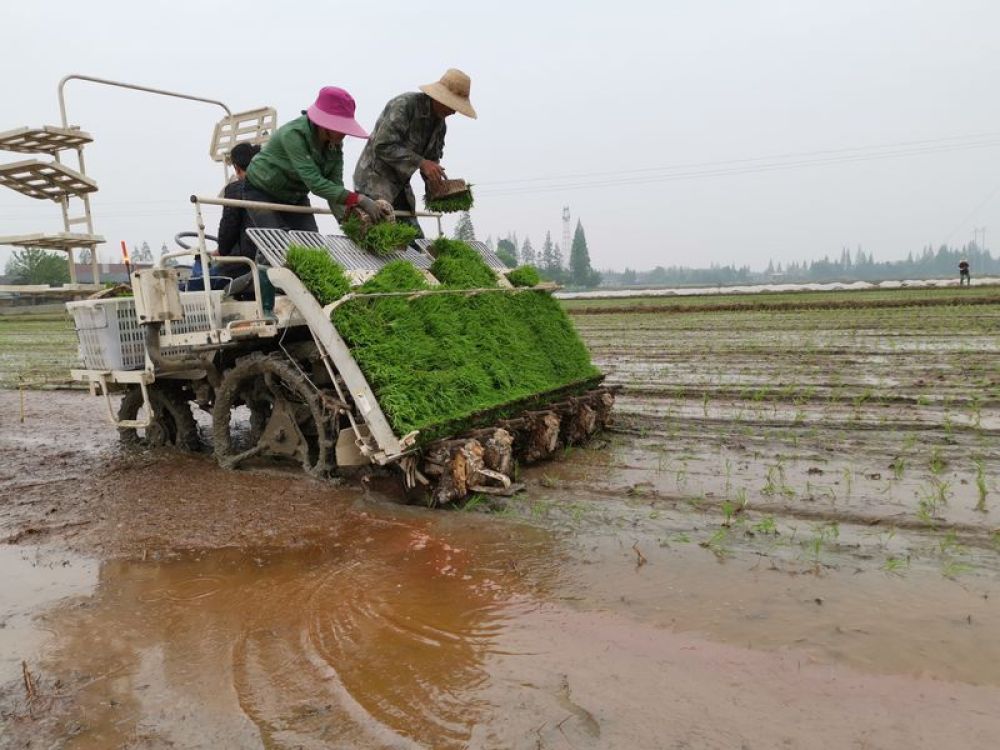 4月10日,岳阳市华容县三封寺镇农民开着插秧机移栽水稻秧苗.