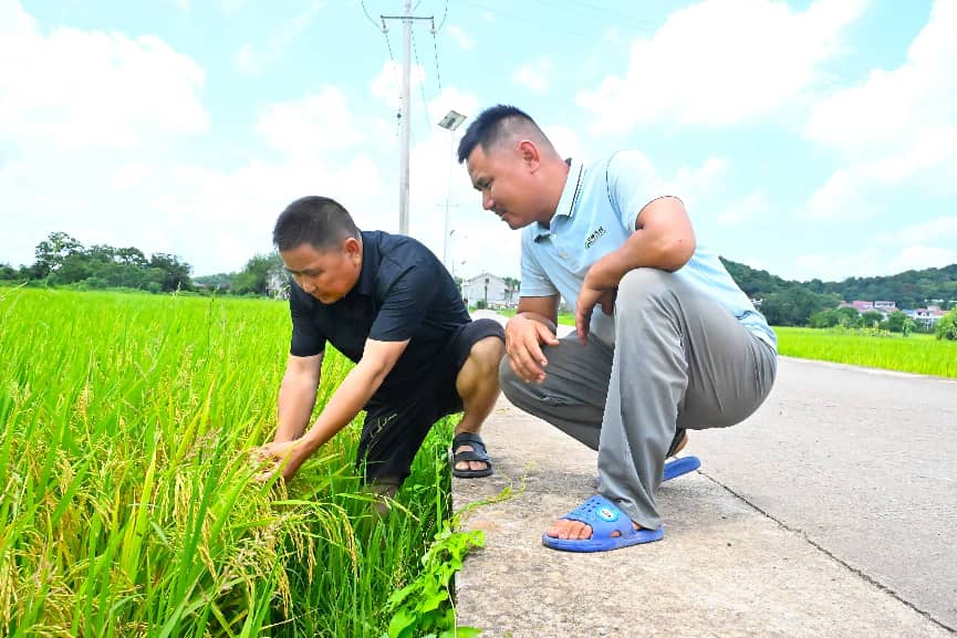 稻田守望者 守得“丰”景来——湖南省衡南县擦亮“全国粮食生产大县”金字招牌