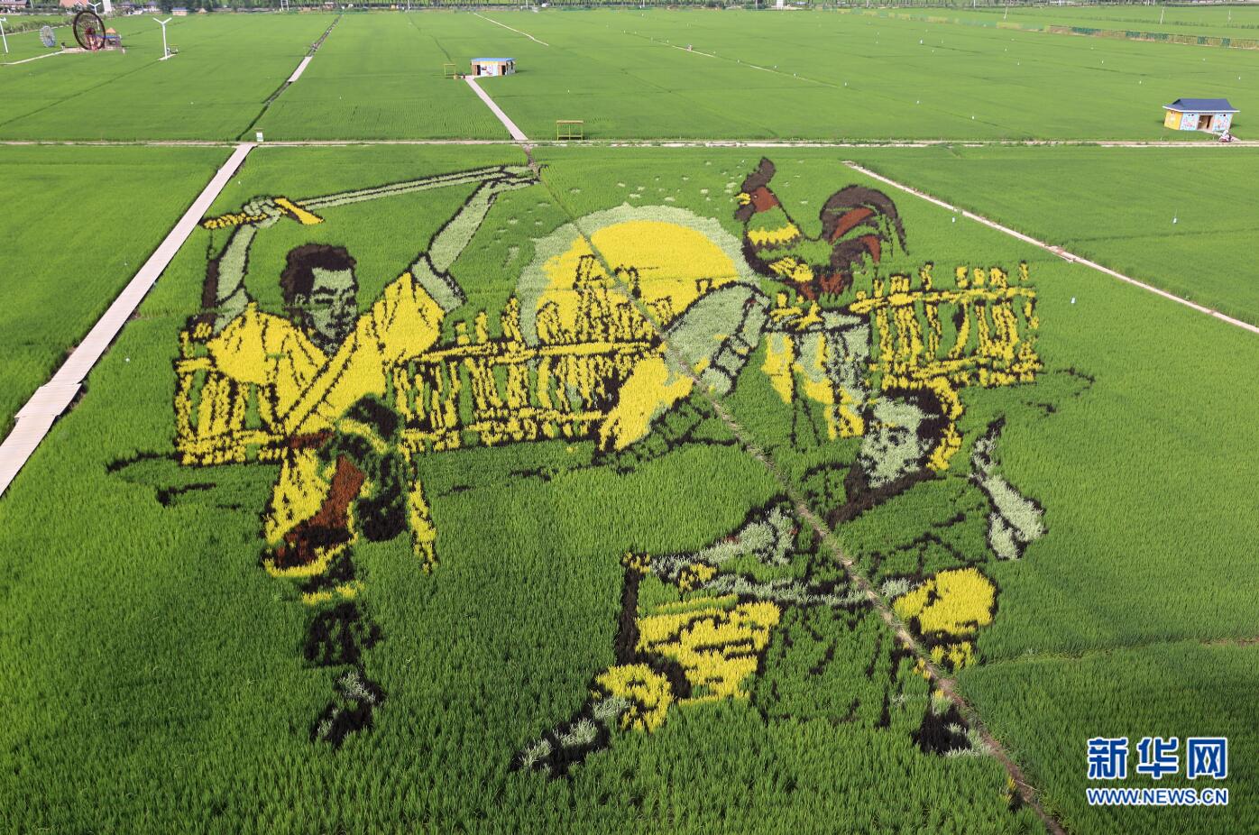 沈阳巨幅"3d稻田画"进入最佳观赏期