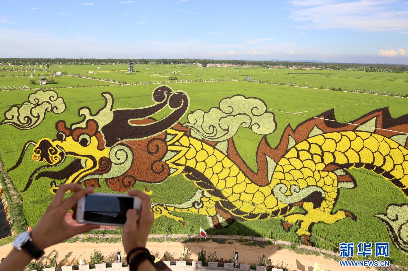 7月24日,一位游客在拍摄稻田画《见龙在田》.新华网 姜冰摄