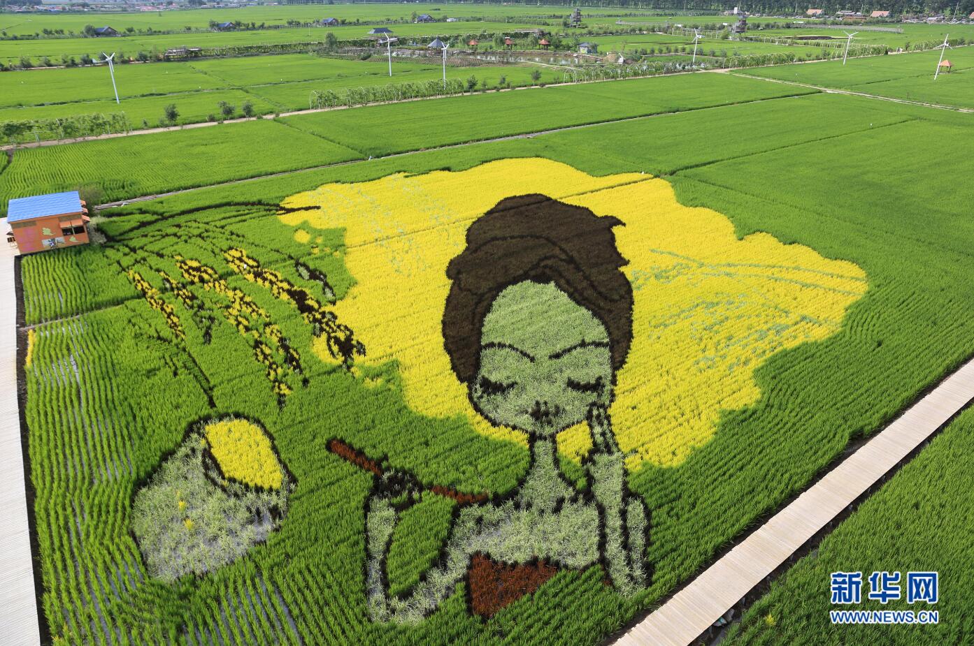 沈阳巨幅"3d稻田画"进入最佳观赏期