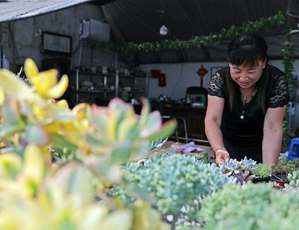 "多肉"种植富农家