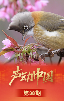 声动中国｜“听见鸟、看见鸟，特别好”