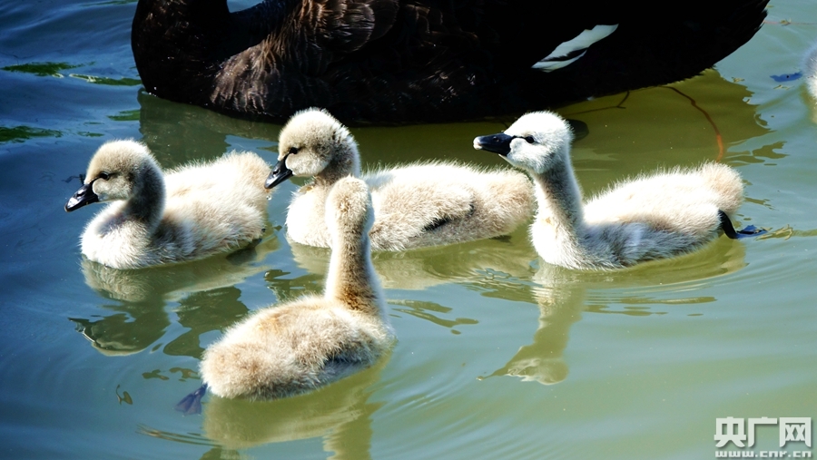 西宁黑天鹅生下小宝宝超萌超可爱