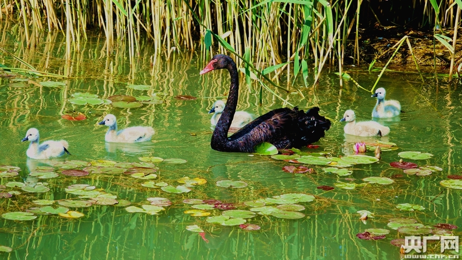西宁黑天鹅生下小宝宝超萌超可爱