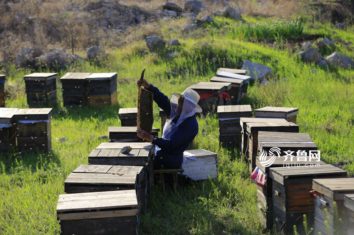 日照浮来山下忙碌的放蜂人