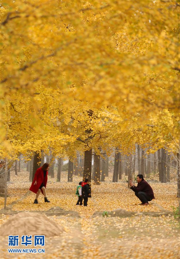 山东郯城:银杏染秋色