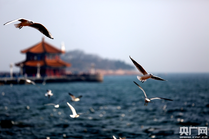 海鸥们似乎也在享受在青岛的最后一段时光.