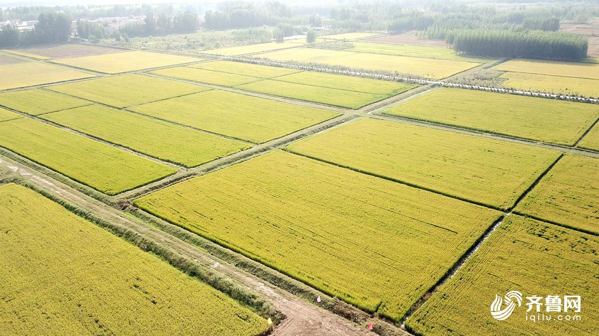 济南万亩黄河水稻喜获丰收 金色田野美丽动人