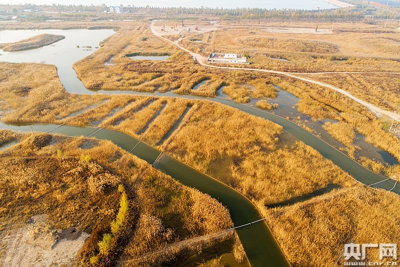 山东省高青县大芦湖湿地(央广网发 张维堂摄)