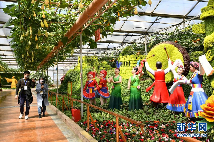 "云"游寿光菜博会