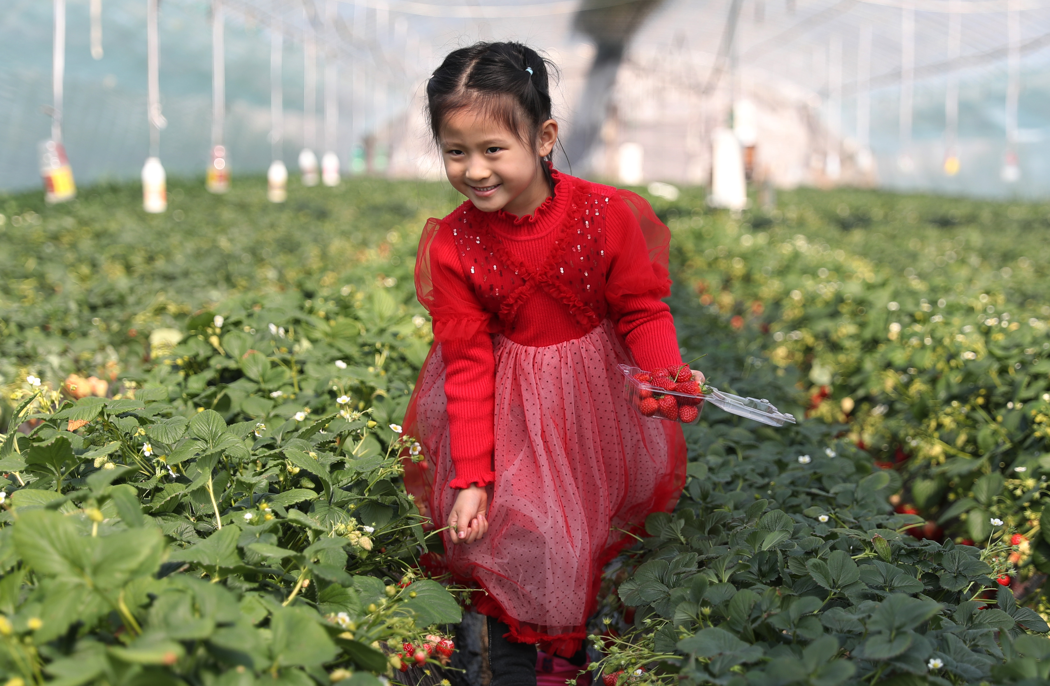2月27日,一小朋友在大棚里采摘草莓.(央广网发 张进刚 摄)
